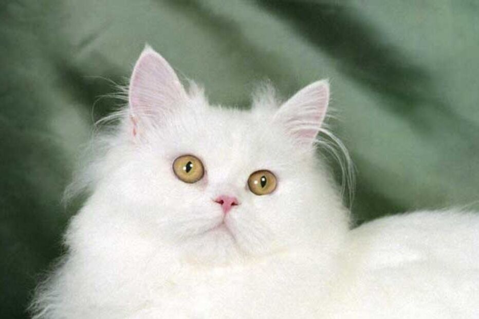 Gato sobrevive a lavagem na máquina