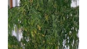 GNR detém traficante e cultivador de cannabis