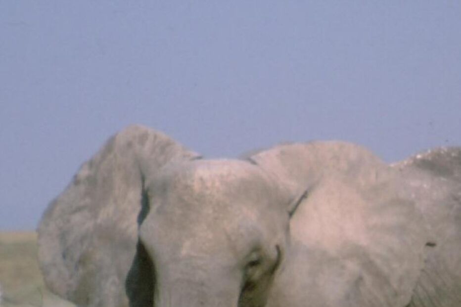 Gás-pimenta para afastar elefantes