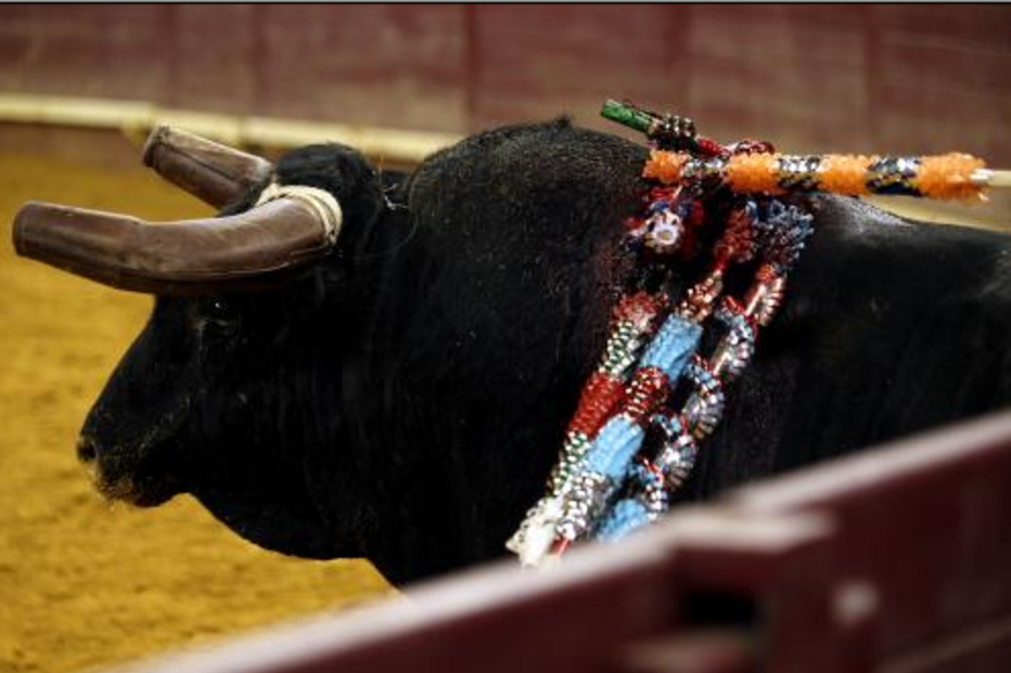 Touradas proibidas na Catalunha