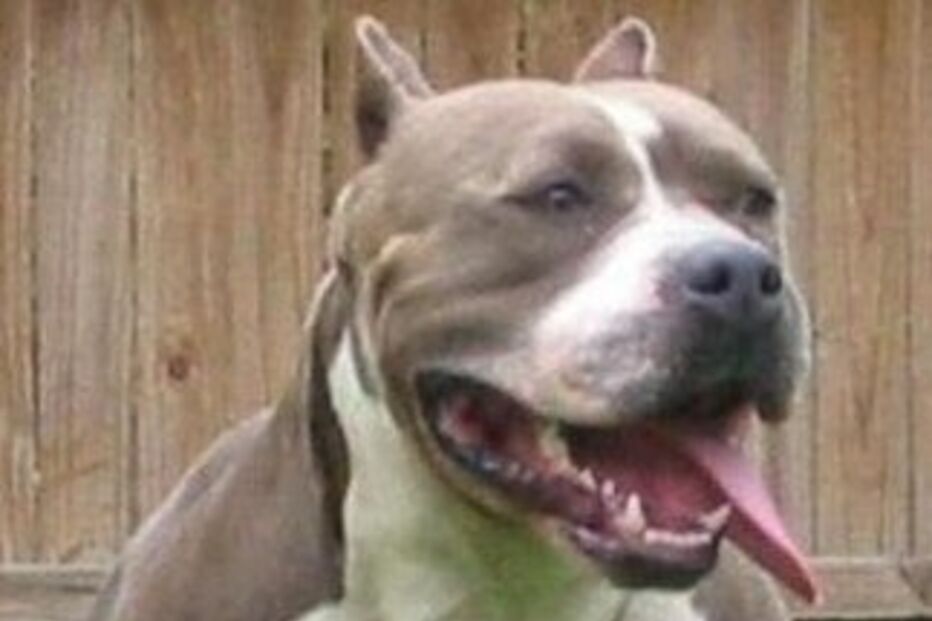 Inglaterra: Homem atacado por três pitbulls