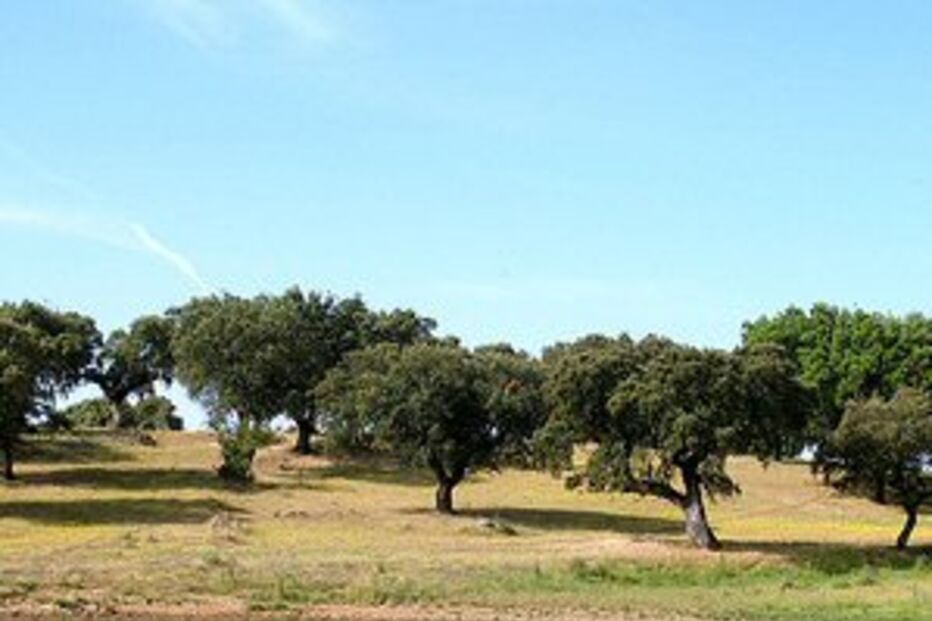 Azinheiras abatidas sem autorização