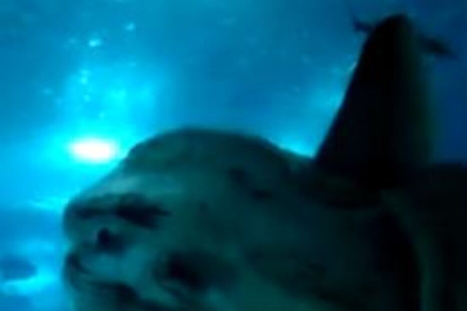 Morreu peixe-lua do Oceanário 