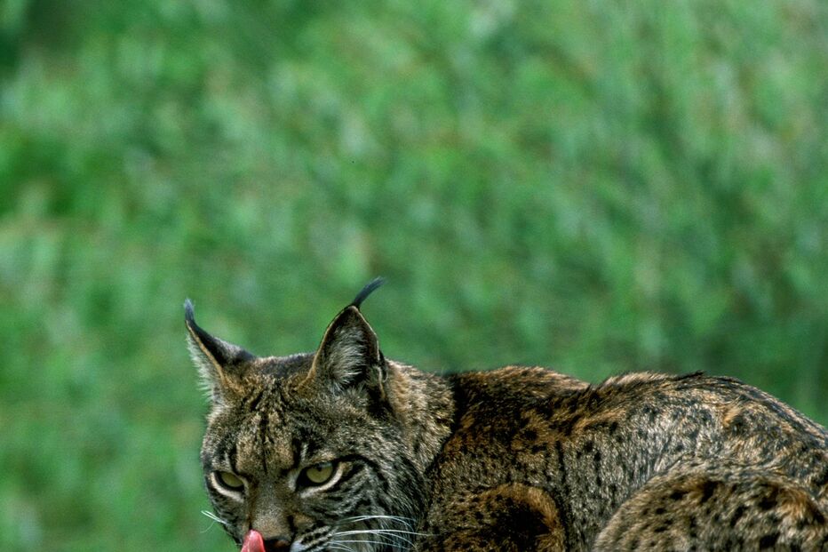 O lince-ibérico está de regresso
