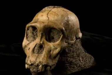 Um parente mais próximo de nós