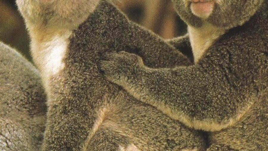 Animais Em Via De Extinção Em Portugal