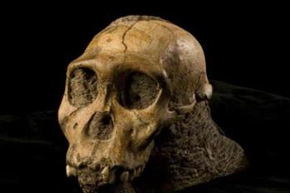 Um parente mais próximo de nós