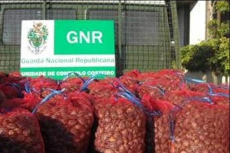 GNR apreende 5,7 toneladas de amêijoas