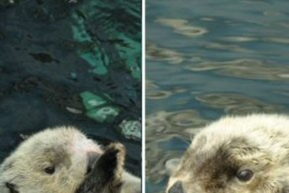 Lontras, oceanário, amália, eusébio, micas, maré