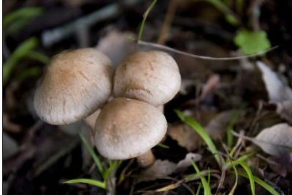 cogumelos, tailandeses, setúbal, transplantes