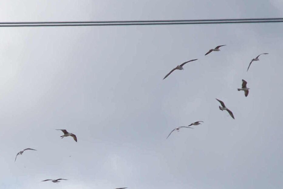 LIXO, ALRGARVE, RECICLAGEM