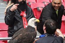 Benfica perde águia 'Vitória' devido a problemas com tratador