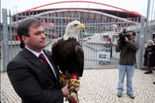 Benfica perde águia 'Vitória' devido a problemas com tratador