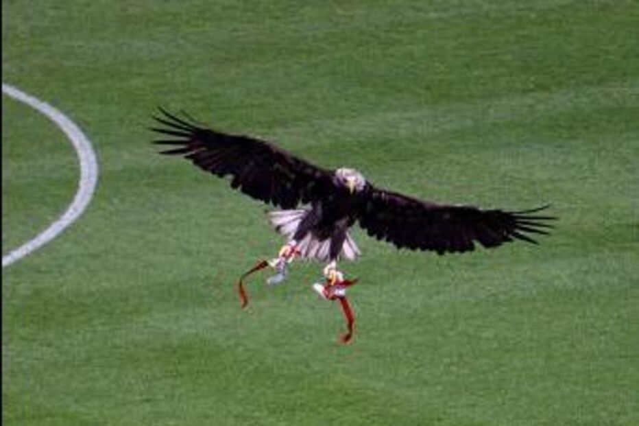 Benfica perde águia 'Vitória' devido a problemas com tratador