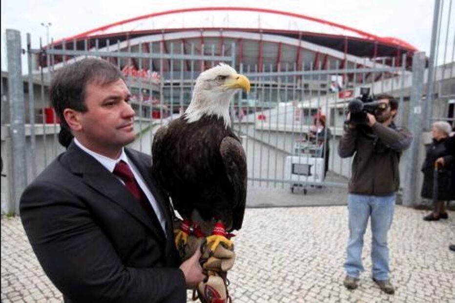 Benfica perde águia 'Vitória' devido a problemas com tratador