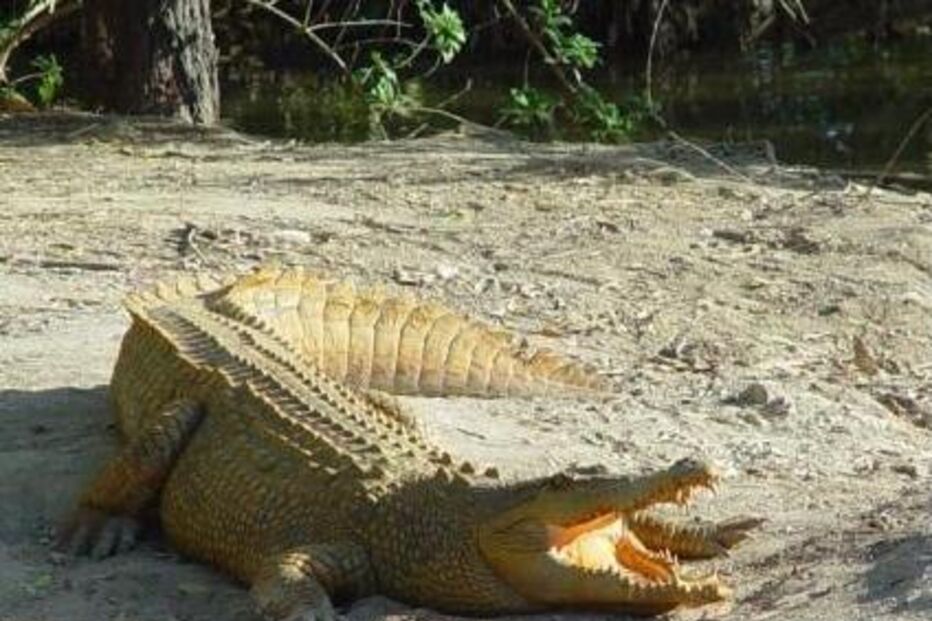 Austrália, inundações, chuvadas, tempestade, cidades, crocodilos, perigo