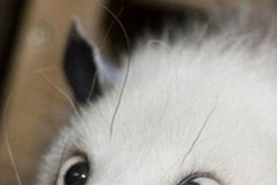 Opossum estrábico é uma estrela