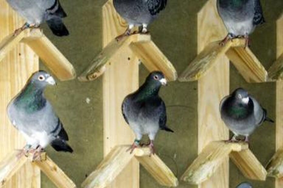 pombo correio, droga, marijuana, colombia, prisao, pombo