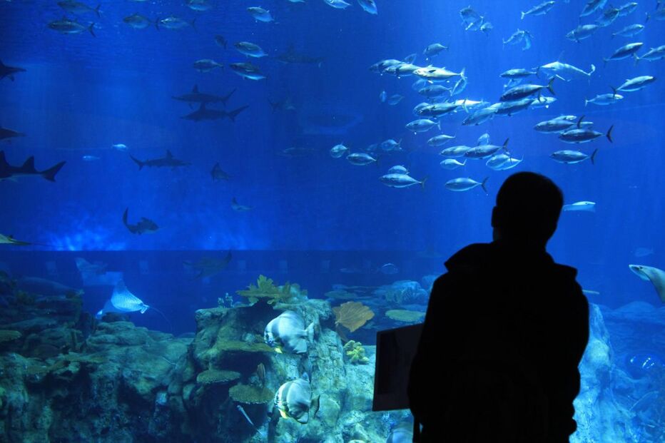 Um visitante observa o grande aquáriodo Aqua City, ontem inaugurado em Hong Kong. O oceanário é um dos maiores do Mundo, com mais de cinco mil peixes de 400 espécies, e tem diversos espectáculos, entre eles o primeiro ecrã de projecção na água a 360 graus.