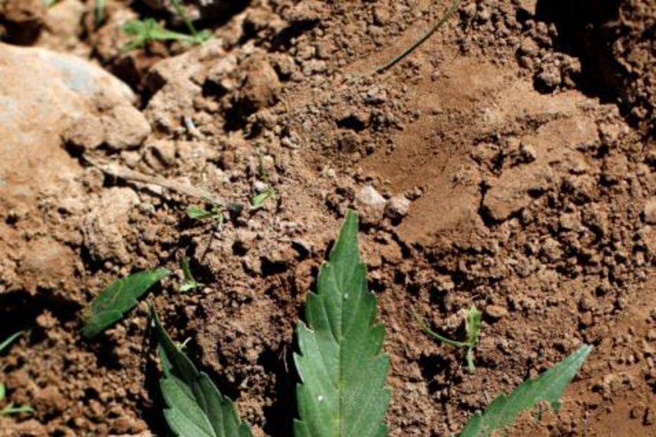 marijuana, weed, cannabis, coca cola, dr pepper, refrigerante, droga, legal, ilegal, eua, america