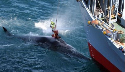Japão volta à pesca comercial de baleias após 30 anos de