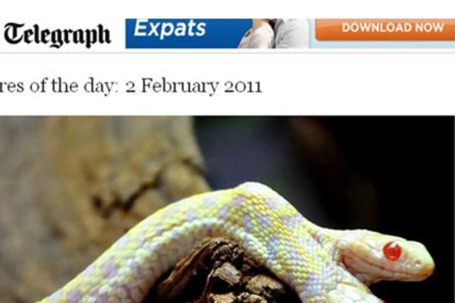 cobra, serpente, insólito, réptil, animais, suíça, basileia