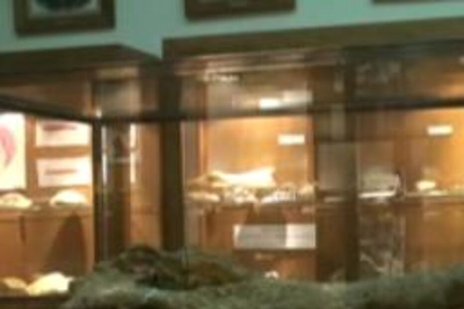 crocodilo, chelas, cultura, museu, exposição, geologia