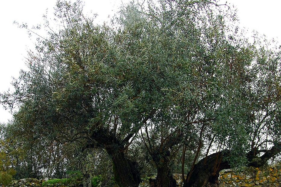 Oliveira com 1098 anos certificada em Évora 