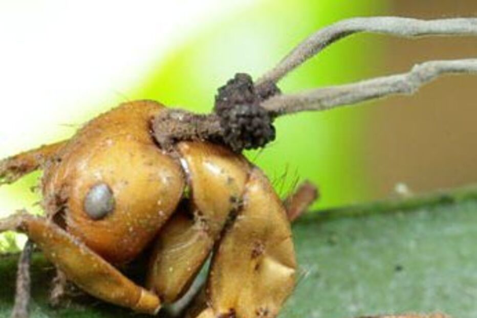 FORMIGAS, FUNGOS, BRASIL, DESCOBERTA
