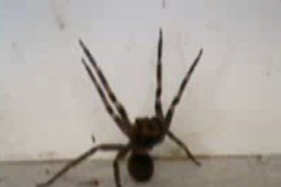 aranha, veneno, erecção, viagra, pénis, américa, estudo, investigação, armadeira