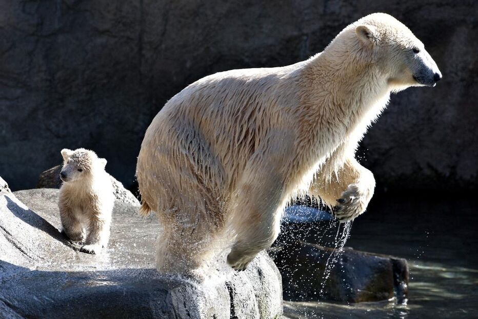 Um urso polar de apenas um mês vem pela primeira vez para o exterior com a sua mãe no zoo de Aalborg, na Dinamarca. (Henning Bagger/EPA)