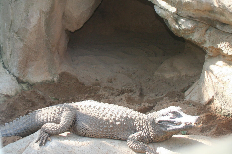 Animais salvos na Holanda chegam ao Zoo de Lagos 