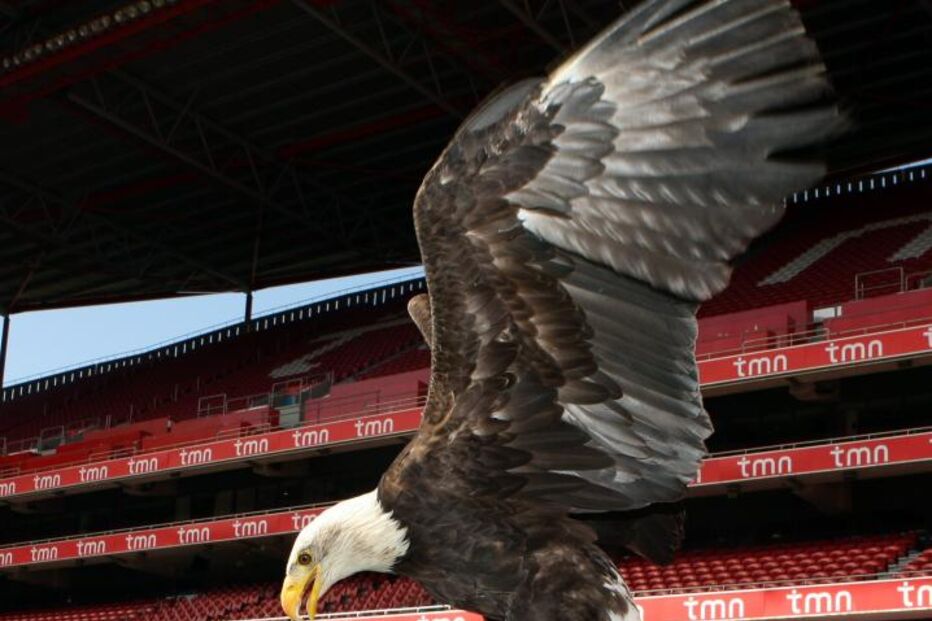Águia Vitória, Benfica