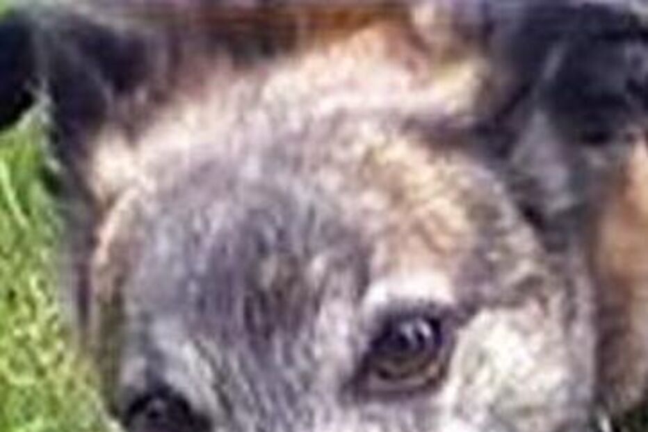 cão, irão, animais