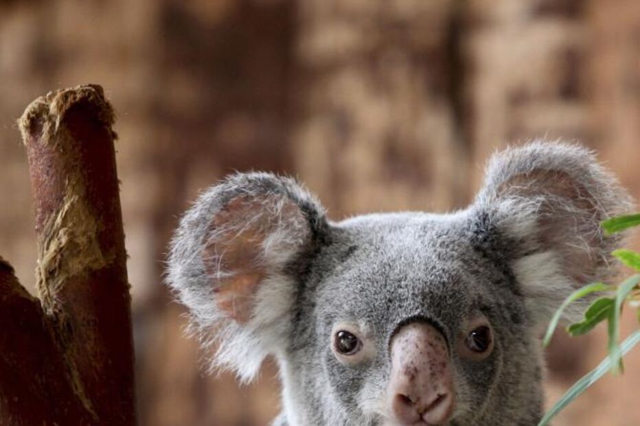 coala, marsupial, zoo, lisboa, eucalipto