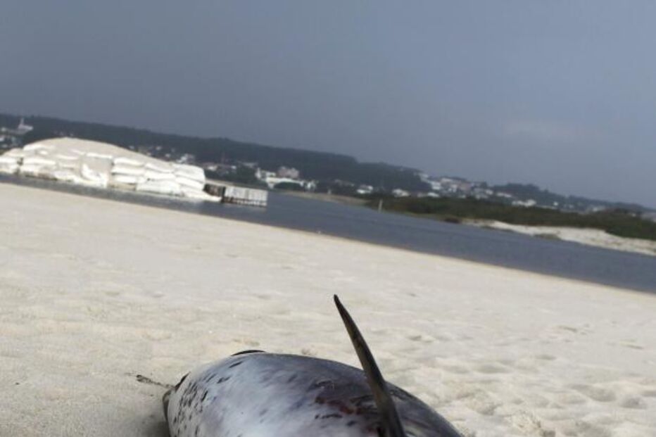 golfinho, morto, praia, Ovar, banhistas, areal