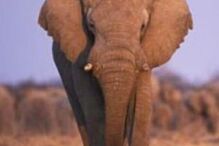 água para elefantes, reese whiterspoon, robert pattinson, maus tratos, abuso, choque eléctrico, filme, cinema