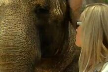 água para elefantes, reese whiterspoon, robert pattinson, maus tratos, abuso, choque eléctrico, filme, cinema