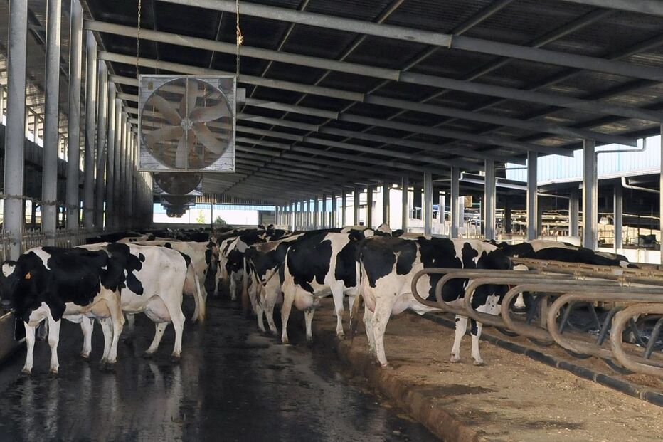 Luxos na vacaria permitem produzir mais leite