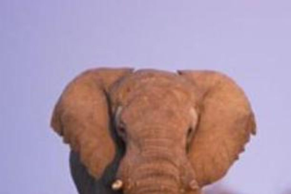 água para elefantes, reese whiterspoon, robert pattinson, maus tratos, abuso, choque eléctrico, filme, cinema