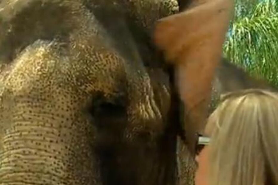 água para elefantes, reese whiterspoon, robert pattinson, maus tratos, abuso, choque eléctrico, filme, cinema