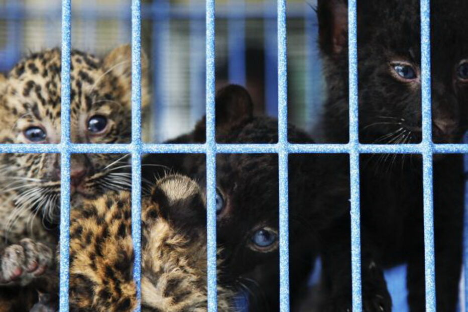 tráfico de animais selvagens, Tailândia, Dubai, leopardo, pantera negra, urso
