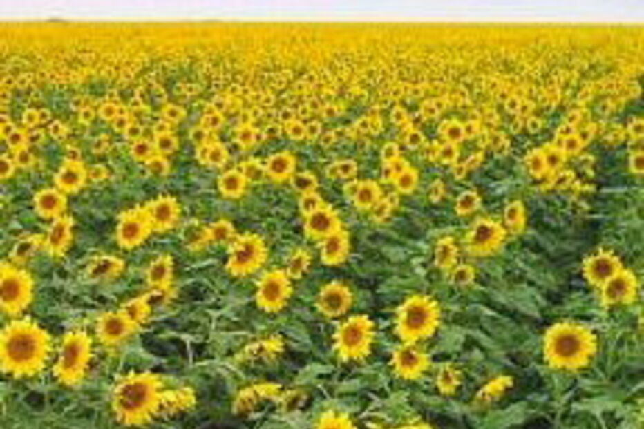 alergias, pólenes, boletim polínico