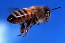 abelhas, castro daire, cabril, legislativas, 