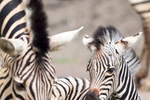 animais, bebés, monte selvagem, zebras, nandus, elande, burro, 