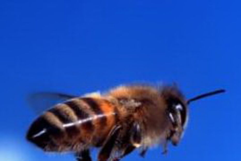 abelhas, castro daire, cabril, legislativas, 