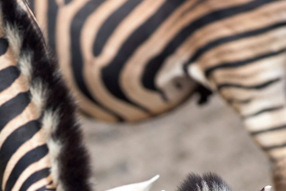 animais, bebés, monte selvagem, zebras, nandus, elande, burro, 