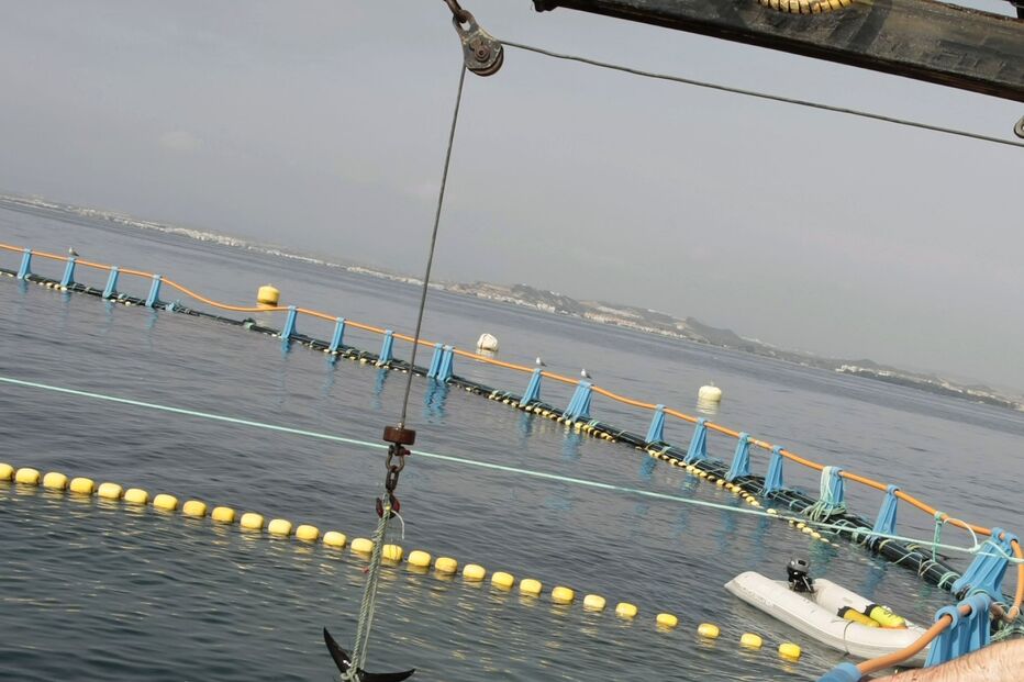 atum, pesca, Algarve, mercado