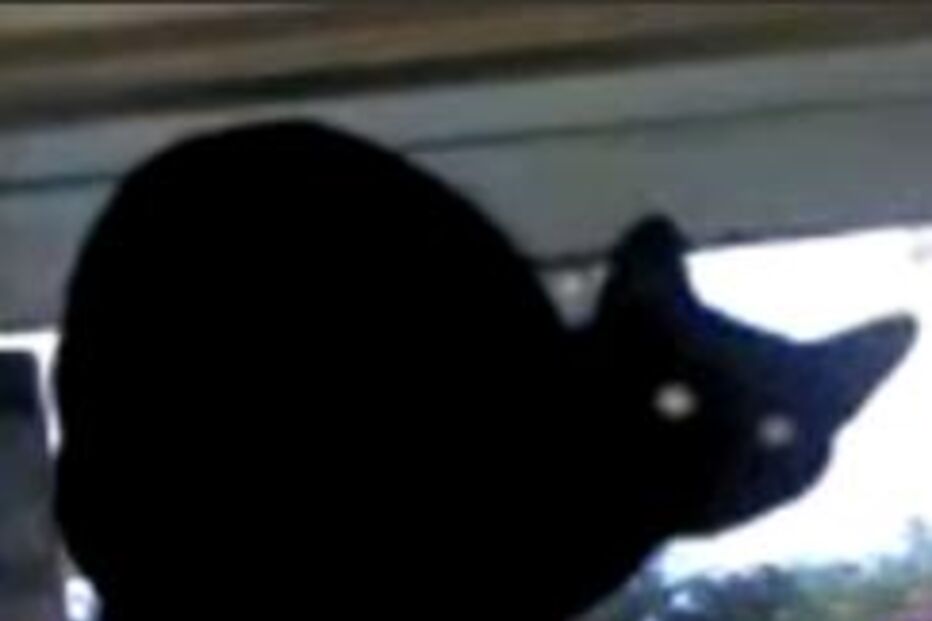 gato, animais, cão, ladrar, you tube