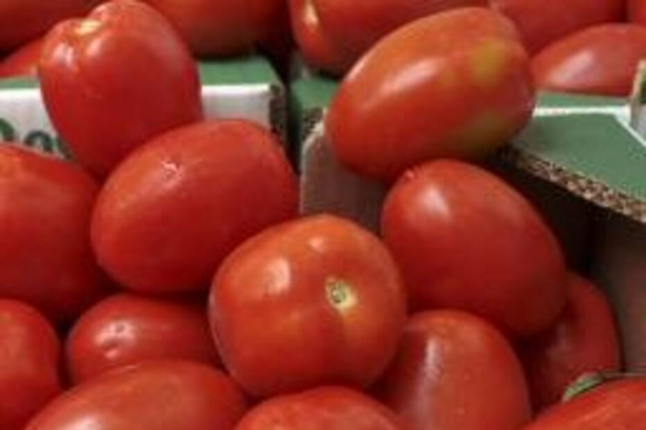 tomate, algarve, e.coli, lixo